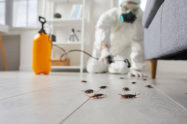 Post-Treatment Bed Bug Interceptor Monitoring in Olney